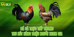 Đá Gà Trực Tiếp Thomo Thu Hút Hàng Triệu Người Tham Gia