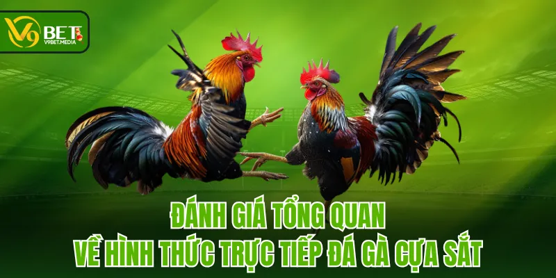 Đánh giá tổng quan về hình thức trực tiếp đá gà cựa sắt