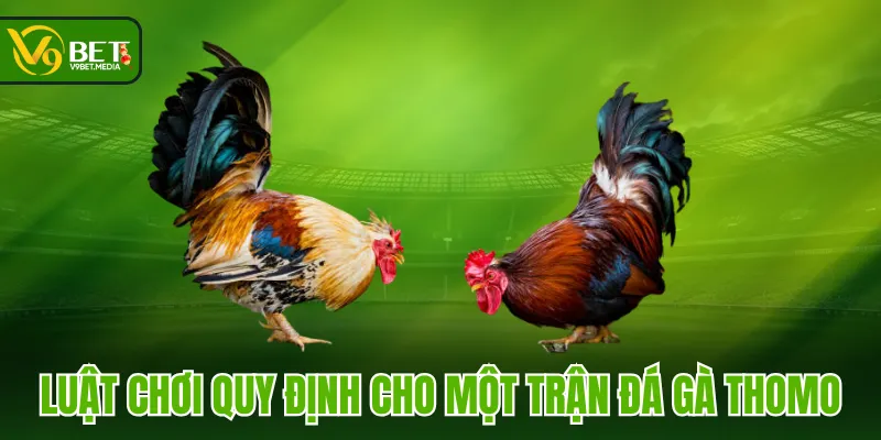 Luật chơi quy định cho một trận đá gà Thomo