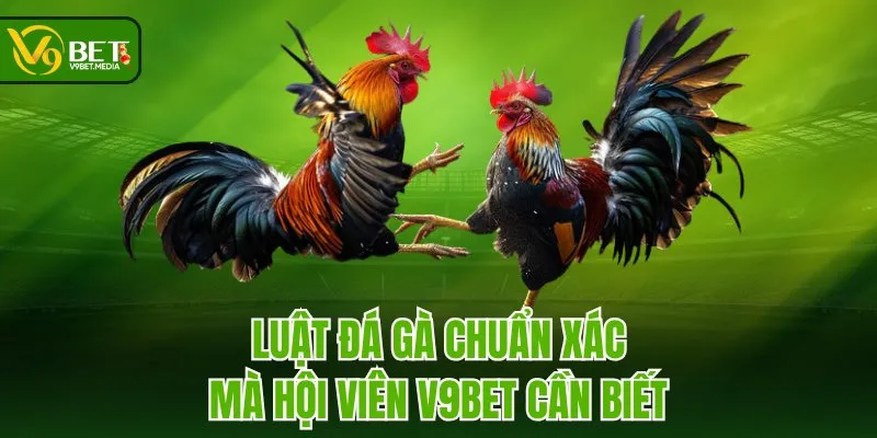 Luật đá gà chuẩn xác mà hội viên V9BET cần biết