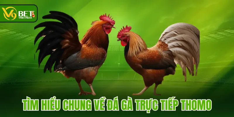 Tìm hiểu chung về đá gà trực tiếp Thomo