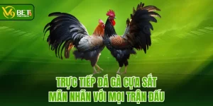 Trực Tiếp Đá Gà Cựa Sắt - Mãn Nhãn Với Mọi Trận Đấu